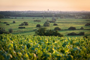 voyage-dans-le-vignoble-nantes-clisson