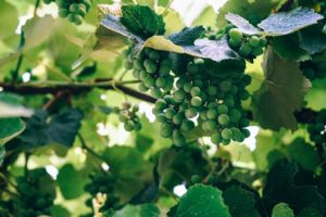 visiter vignoble nantais